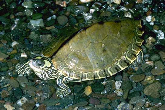 Graptemys gibbonsi (Pascagoula Map Turtle)