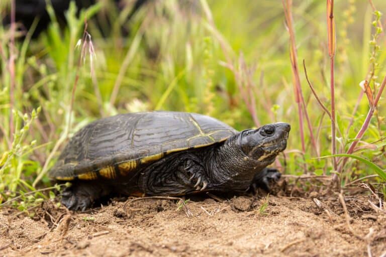 Kinosternon flavescens (Yellow Mud Turtle)