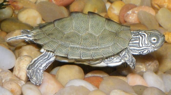 Graptemys caglei (Cagle’s Map Turtle)