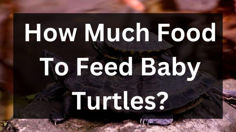Baby The Turtle Hub baby-the-turtle-hub