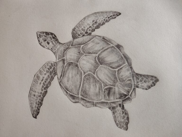 2 Realistic Sea Turtle Drawing & Sketching Ideas [For Artists]