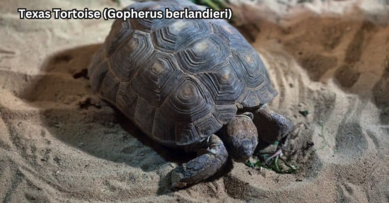 Gopherus berlandieri (Texas Tortoise)
