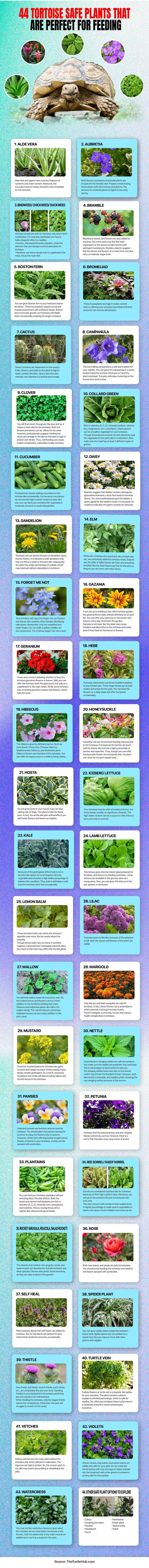 44 Tortoise Safe Plants Infographic
