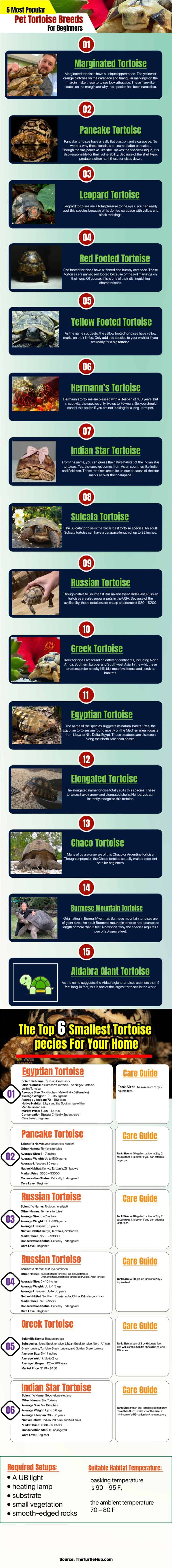 5 Most Popular Pet Tortoise Breeds Infographic