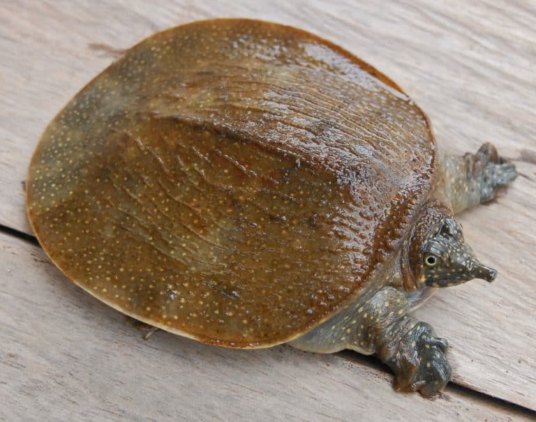 Amyda cartilaginea (Asiatic Softshell Turtle)