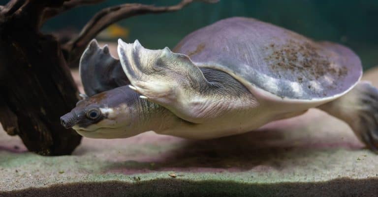 Carettochelys insculpta (Pig-nosed Turtle)