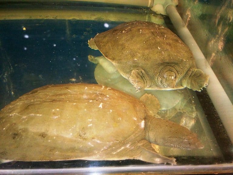 Amyda ornata (Ornate Softshell Turtle)