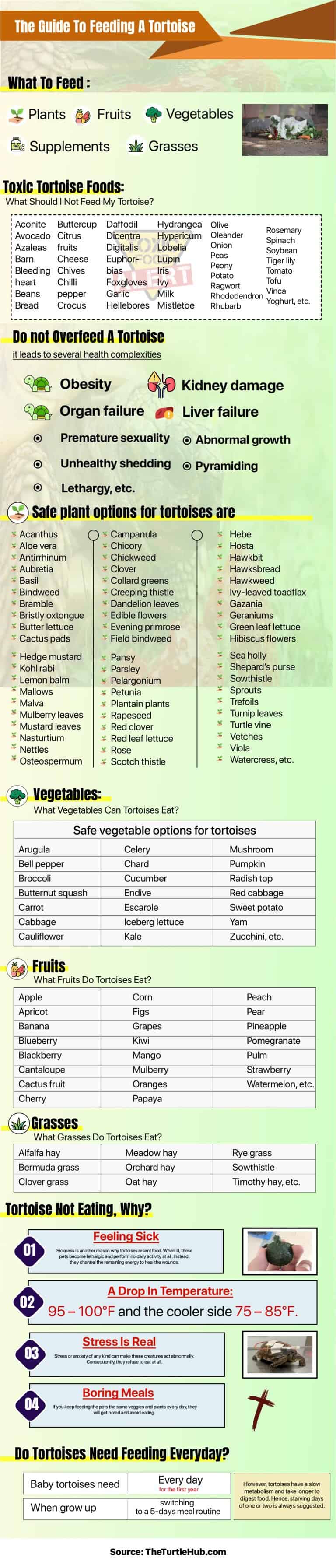 Guide To Feeding A Tortoise Infographic