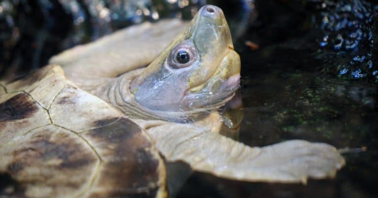Batagur borneoensis (Painted Terrapin)