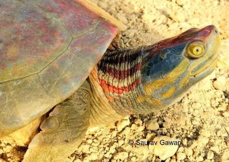 Batagur kachuga (Red-crowned Roofed Turtle)