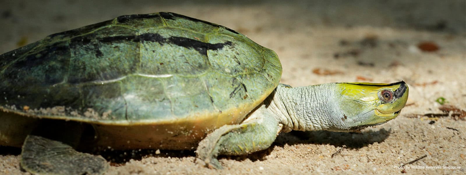 Batagur trivittata (Burmese Roofed Turtle) – The Turtle Hub