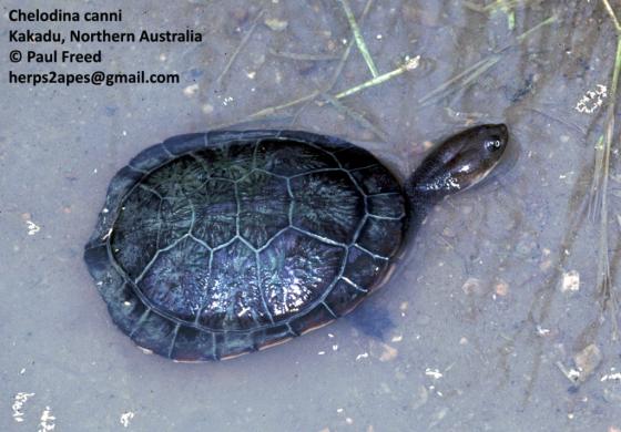 Chelodina canni (Cann’s Snake-necked Turtle)