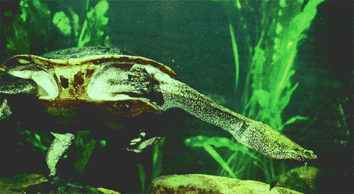 Chelodina burrungandjii (Arnhem Land long-necked turtle)