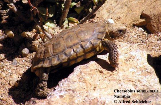 Chersobius solus (Nama Padloper)