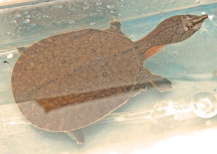 Chitra vandijki (Van Dijk’s Softshell Turtle)
