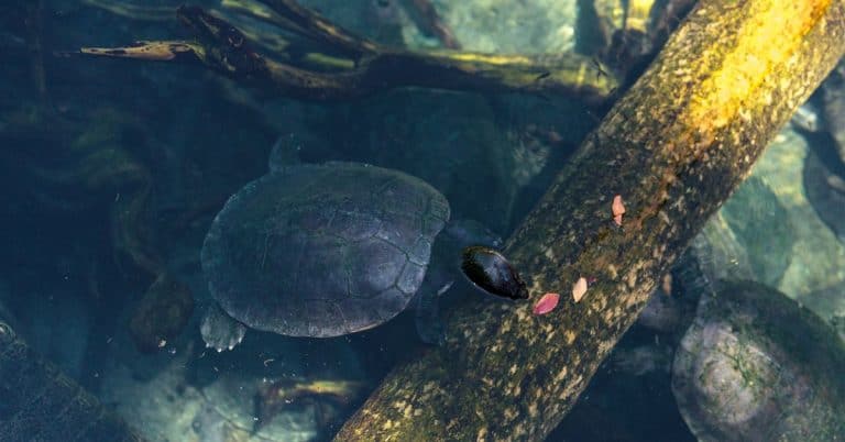Batagur baska (Northern river terrapin)