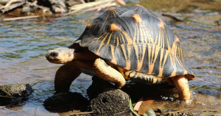 Astrochelys radiata (Radiated Tortoise)