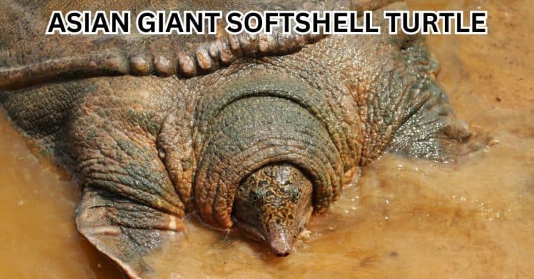 Chitra chitra (Asian Giant Softshell Turtle)