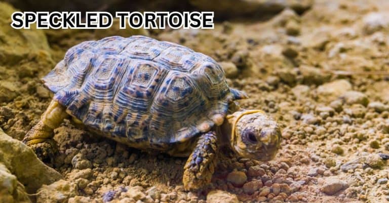 Chersobius signatus (Speckled tortoise)