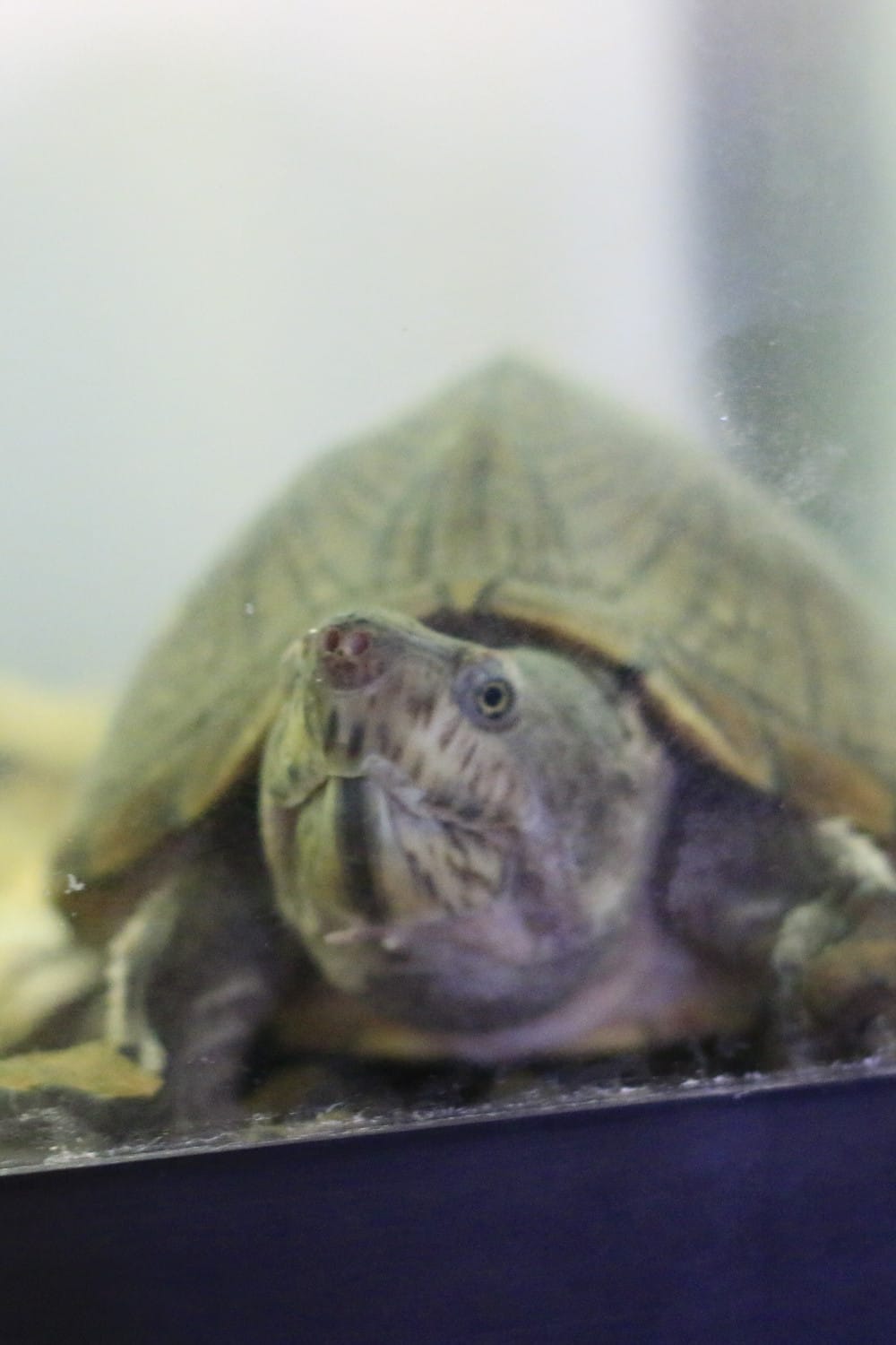 17 Types of Pet Turtles: Best Turtles to Have as Pets – The Turtle Hub