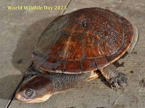 Chelodina – The Turtle Hub