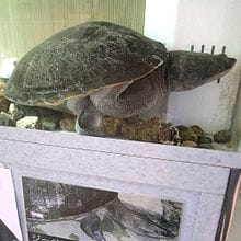 Chelodina kuchlingi (Kuchling’s Turtle)
