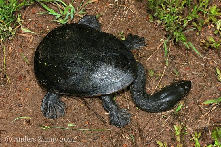 Chelodina kurrichalpongo (Kurrichalpongo Snake-necked Turtle)