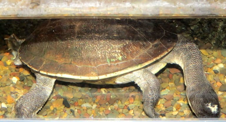 Chelodina novaeguineae (New Guinea Snake-necked Turtle)