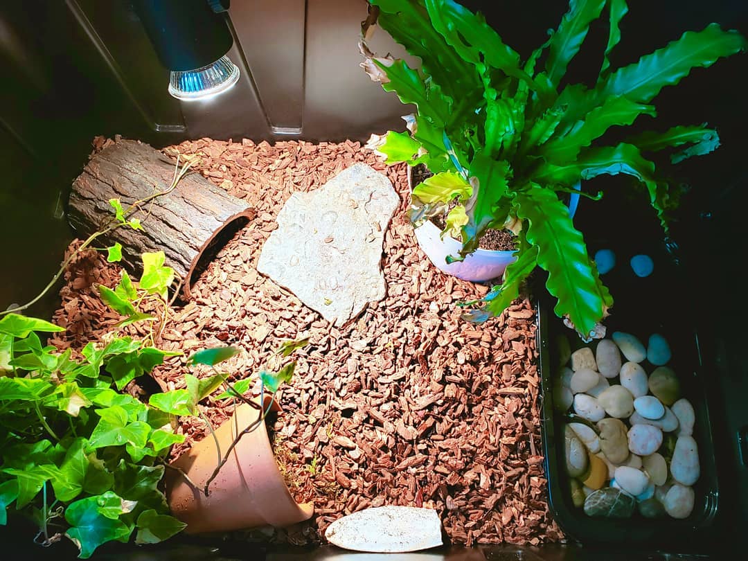 25 DIY Box Turtle Habitat Ideas & Inspirations For Beginners – The ...