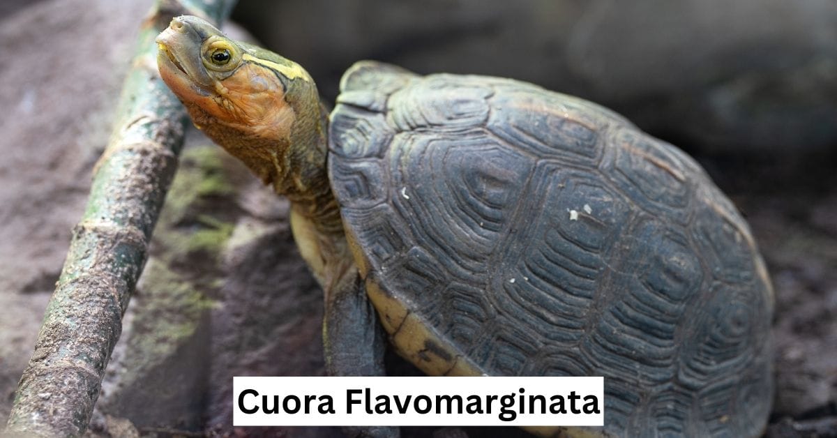 Cuora flavomarginata (Chinese box turtle) – The Turtle Hub