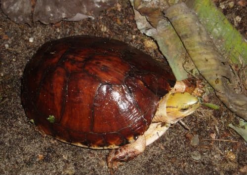 Cuora mccordi (McCord’s Box Turtle)