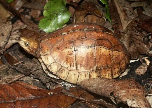 Cuora bourreti (Bourret’s Box Turtle)