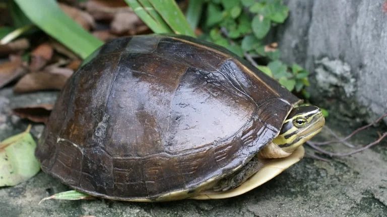 Cuora couro (Sunda Box Turtle)