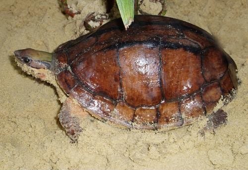 Cuora cyclornata (Vietnamese three-striped box turtle)