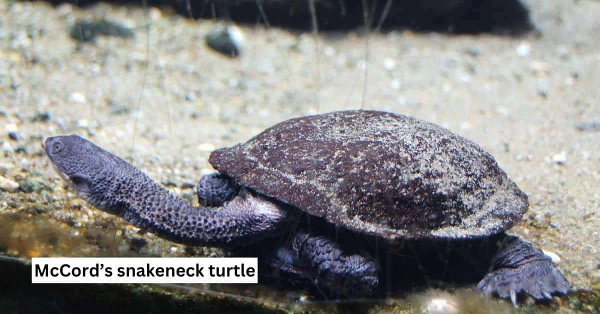 Chelodina mccordi (McCord’s snakeneck turtle) – The Turtle Hub