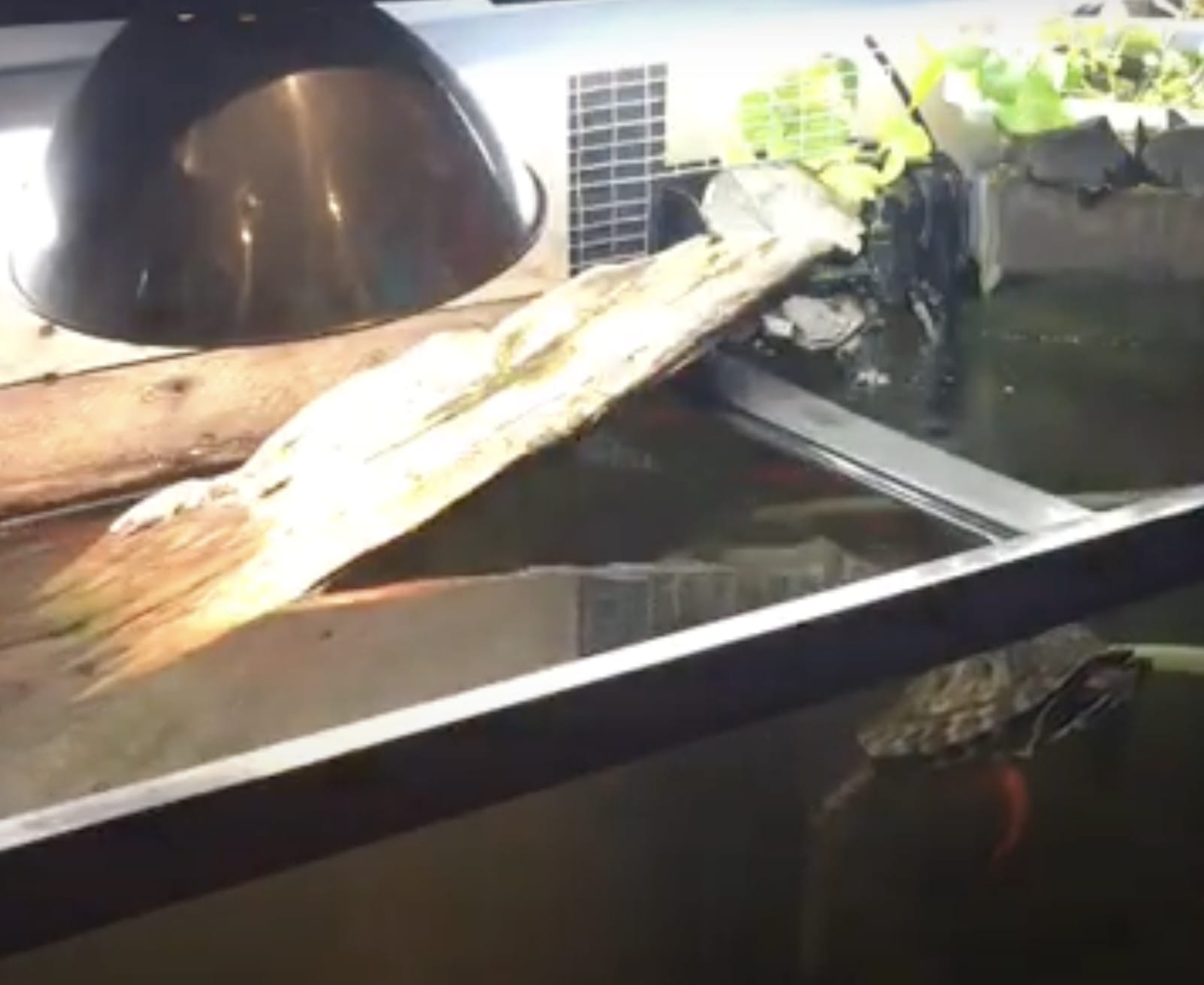 26 DIY Turtle Basking Area Ideas For A Perfect Sunning Spot – The ...