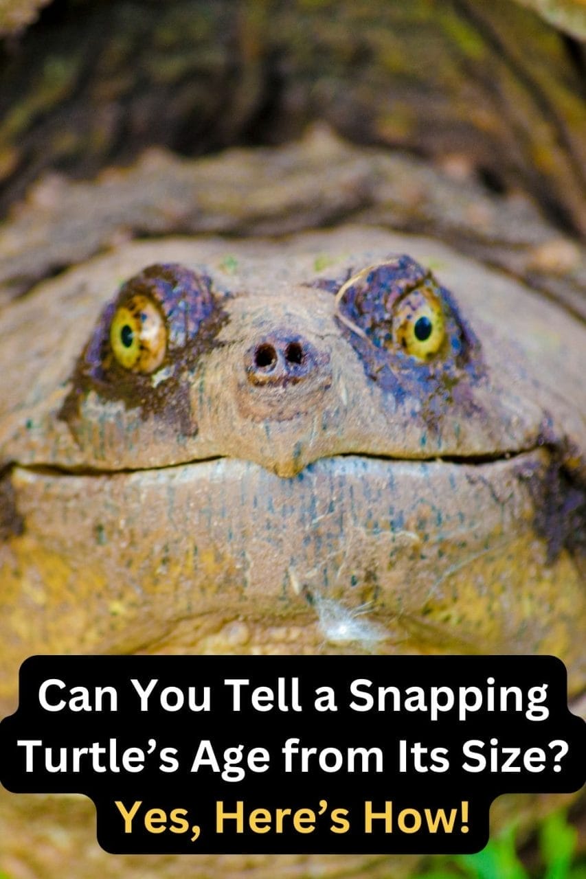 Discover How Old Your Snapping Turtle Is Just by Measuring Its Size