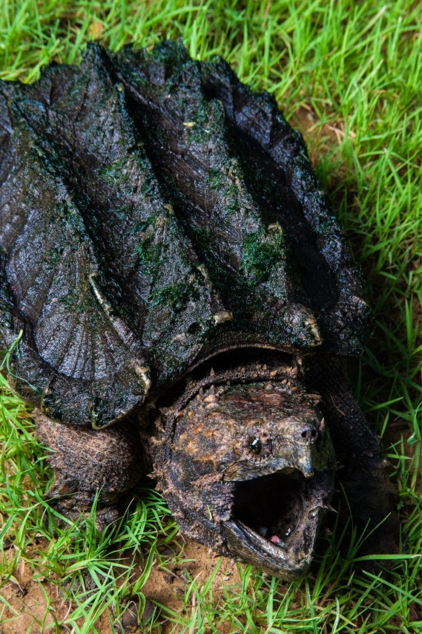 Discover How Old Your Snapping Turtle Is Just by Measuring Its Size ...