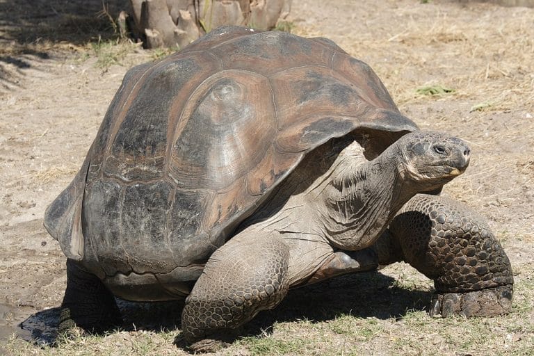 Chelonoidis niger (Galápagos Tortoise)