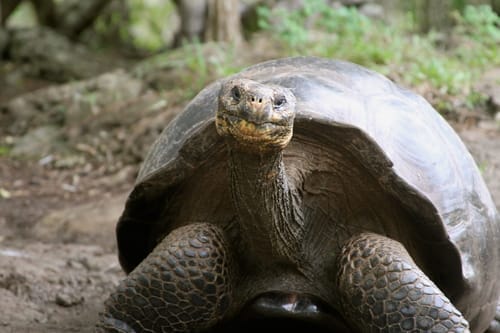 Chelonoidis chathamensis (San Cristobal Giant Tortoise)