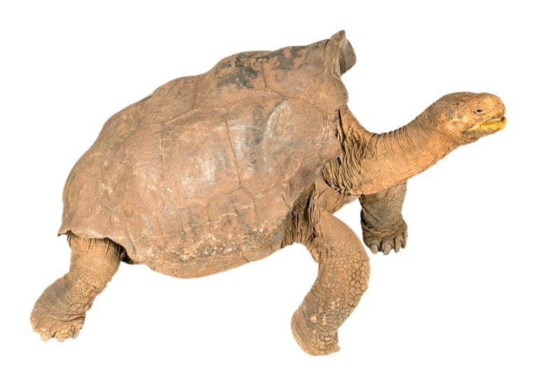 Chelonoidis hoodensis (Española Giant Tortoise)