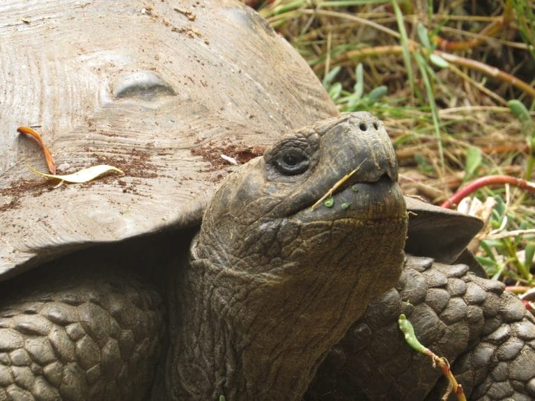 Chelonoidis guntheri (Günther’s Giant Tortoise)