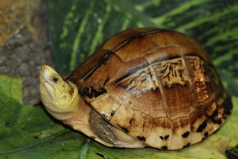Cuora picturata (Southern Vietnamese box turtle)