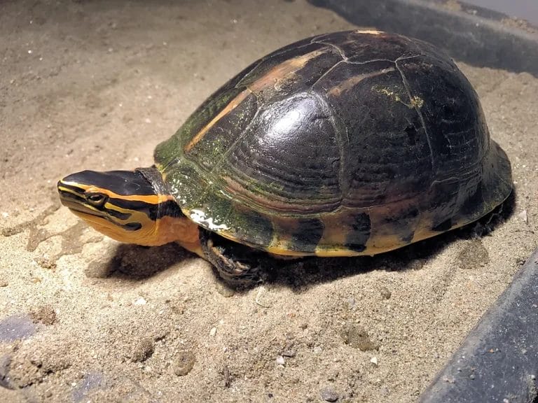 Cuora praschagi (Praschag’s Box Turtle)