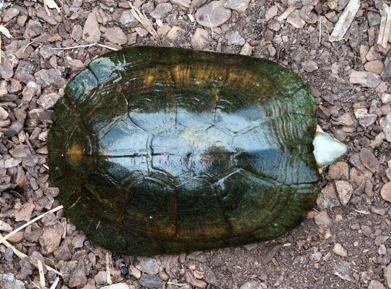 Cuora zhoui (Zhou’s Box Turtle)