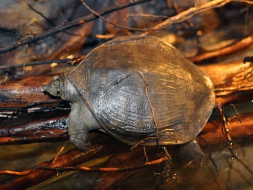 Cyclanorbis elegans (Nubian Flapshell Turtle)