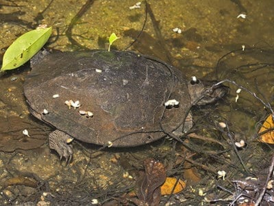 Cyclemys enigmatica (Enigmatic Leaf Turtle)