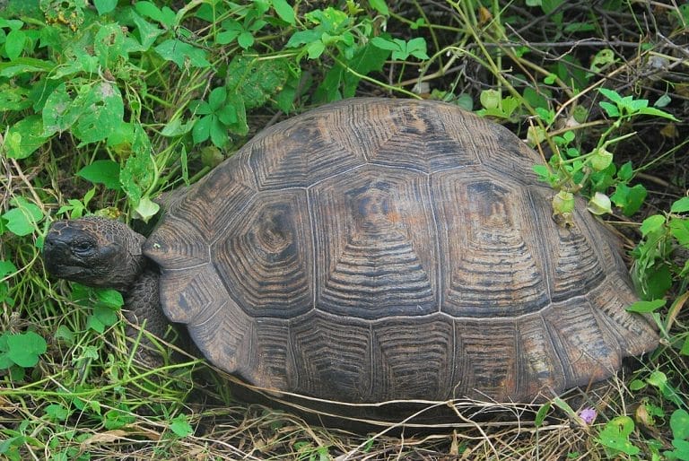 Chelonoidis vandenburghi (Volcán Alcedo giant tortoise)