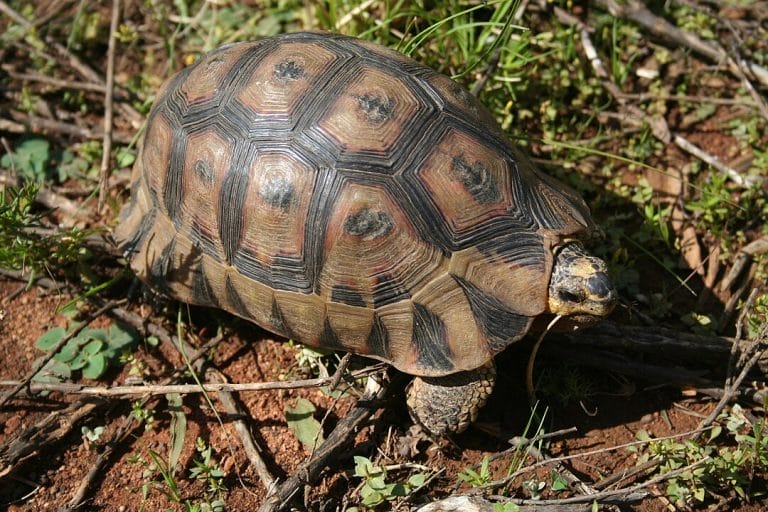 Chersina angulata (Angulate tortoise)