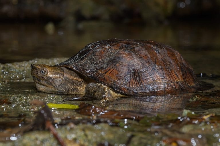 Cyclemys oldhamii (Oldham’s Leaf Turtle)